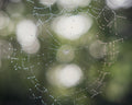 Spider web with dew