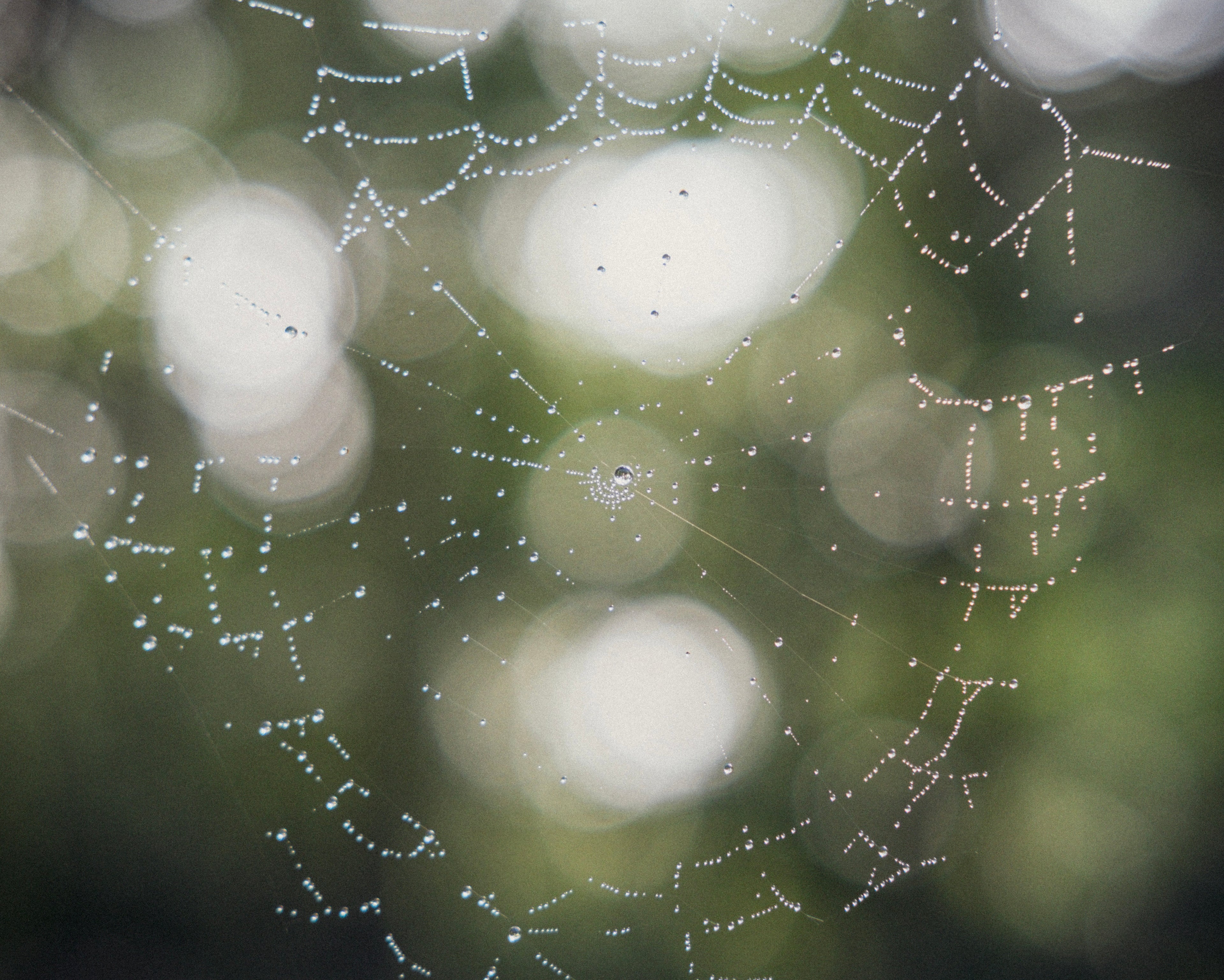 Spider web with dew