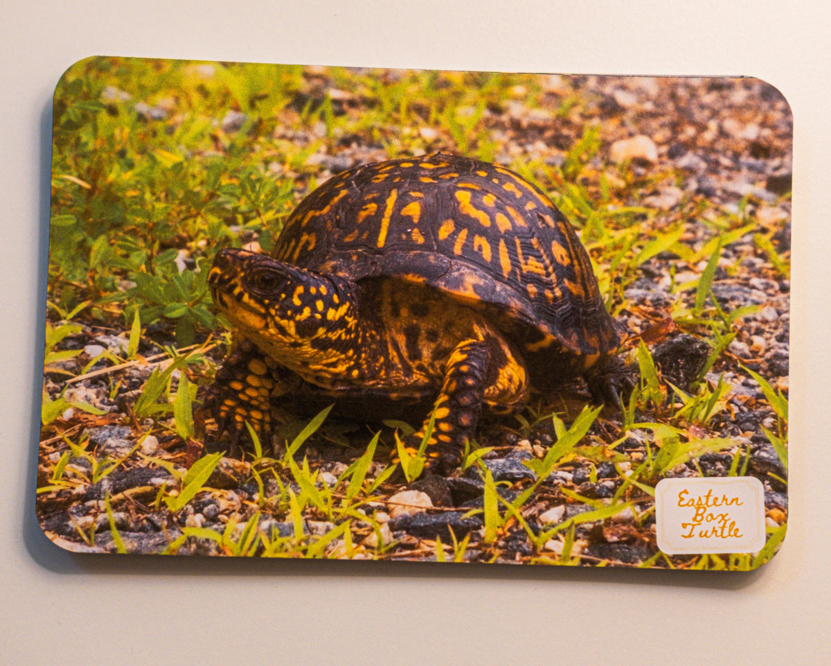North Carolina Post Cards