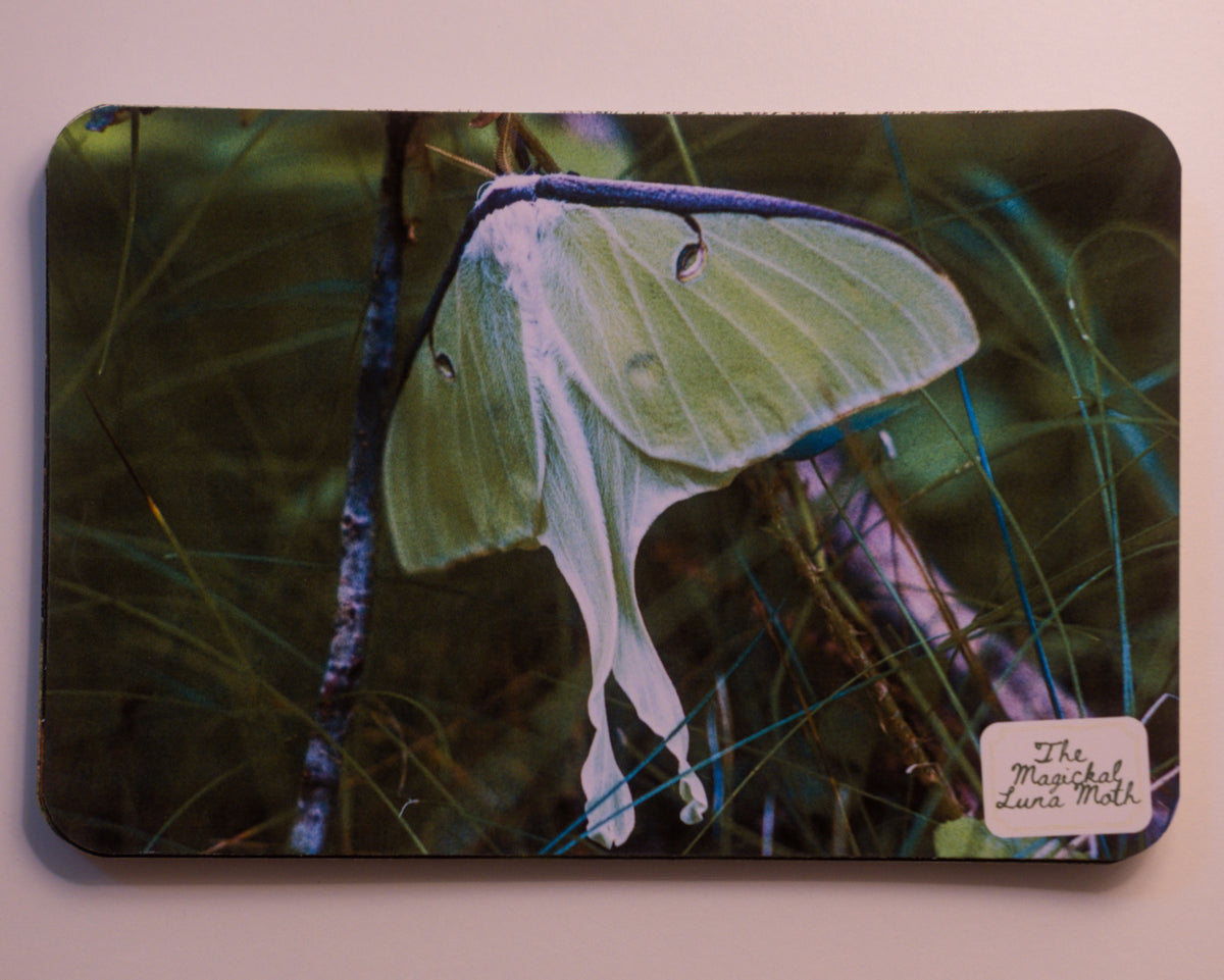 North Carolina Post Cards