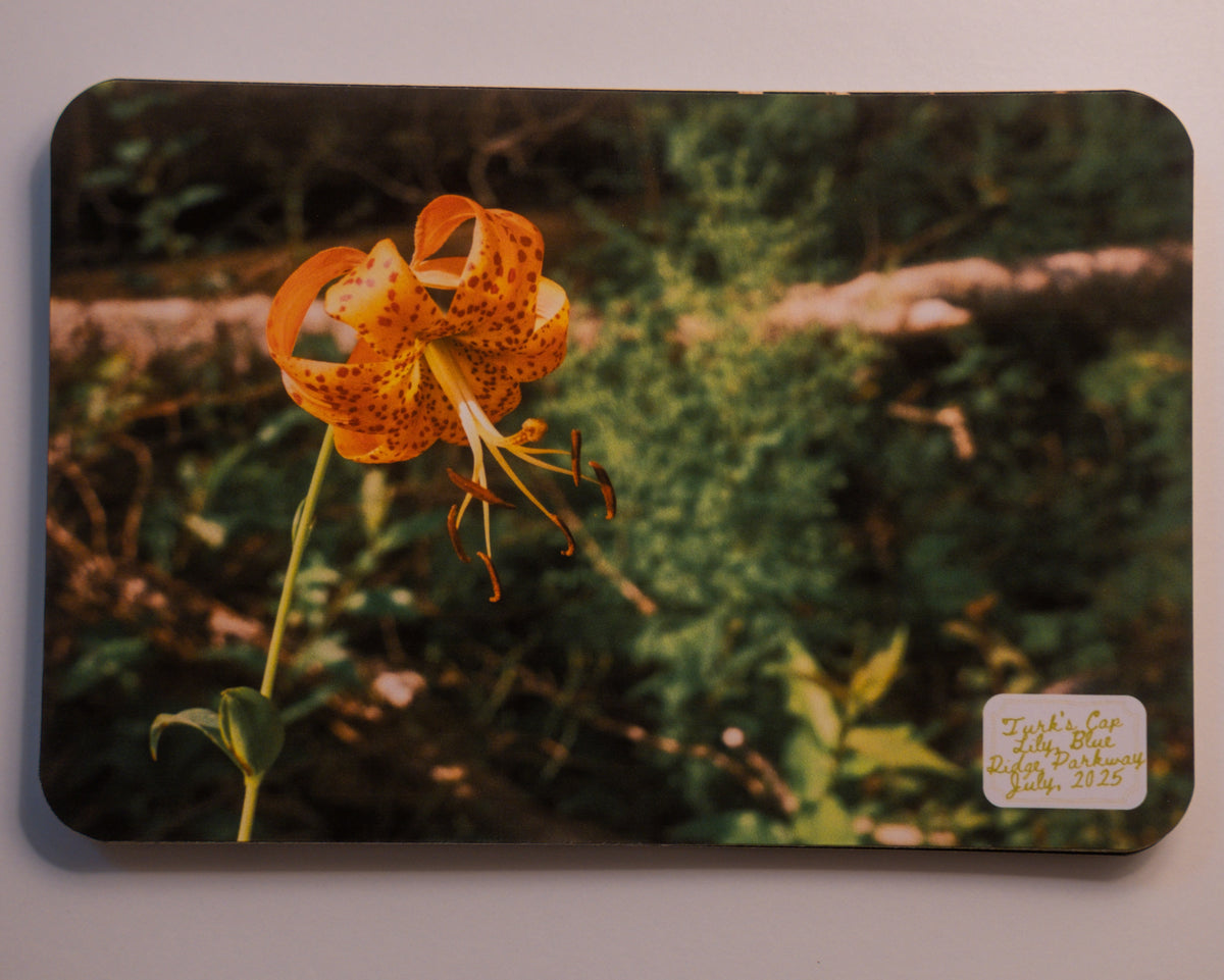 North Carolina Post Cards