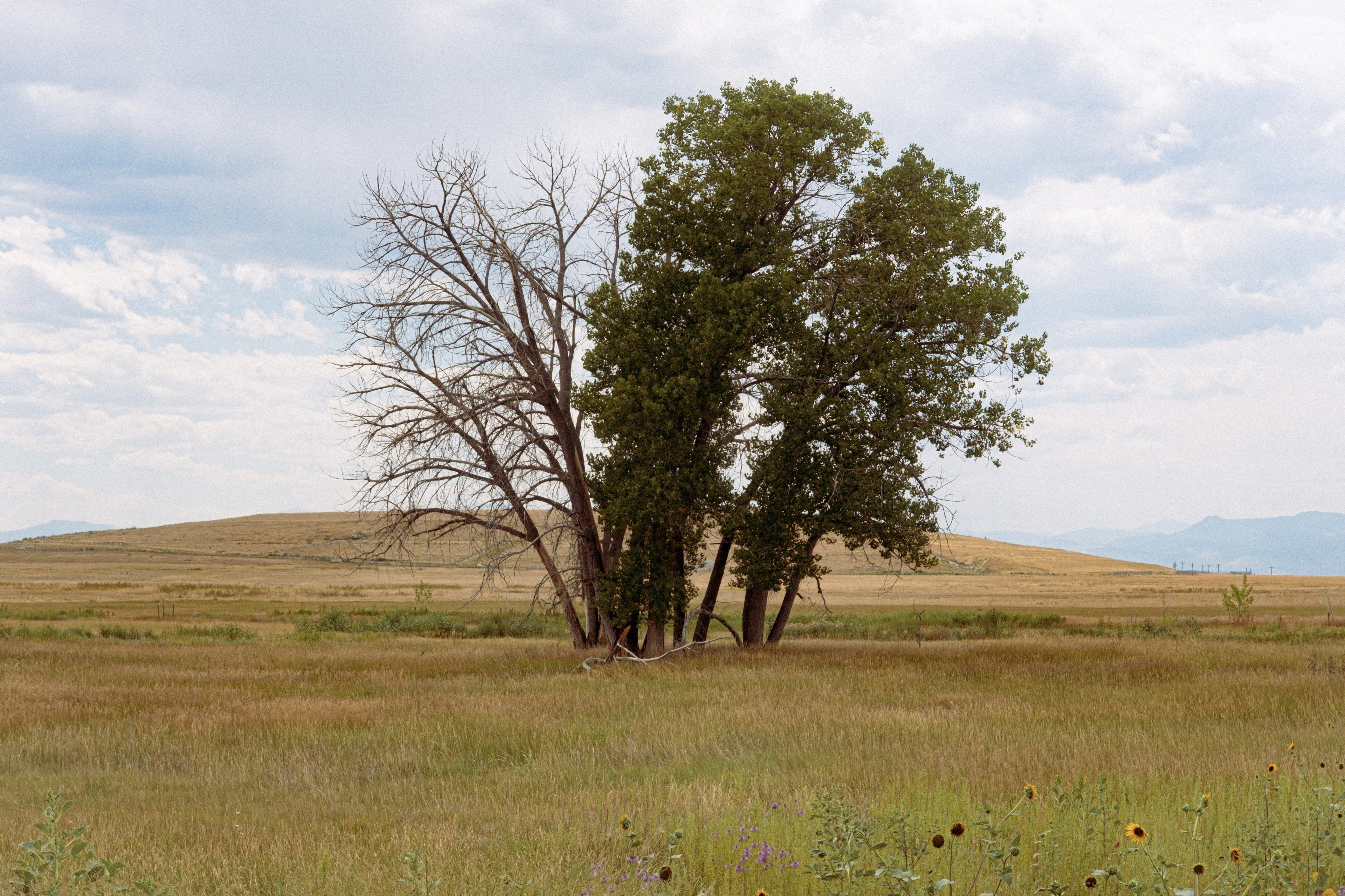 Tree with split growth in field